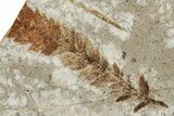 Fossil Conifer (Metasequoia) Plate - McAbee, BC #253960-1